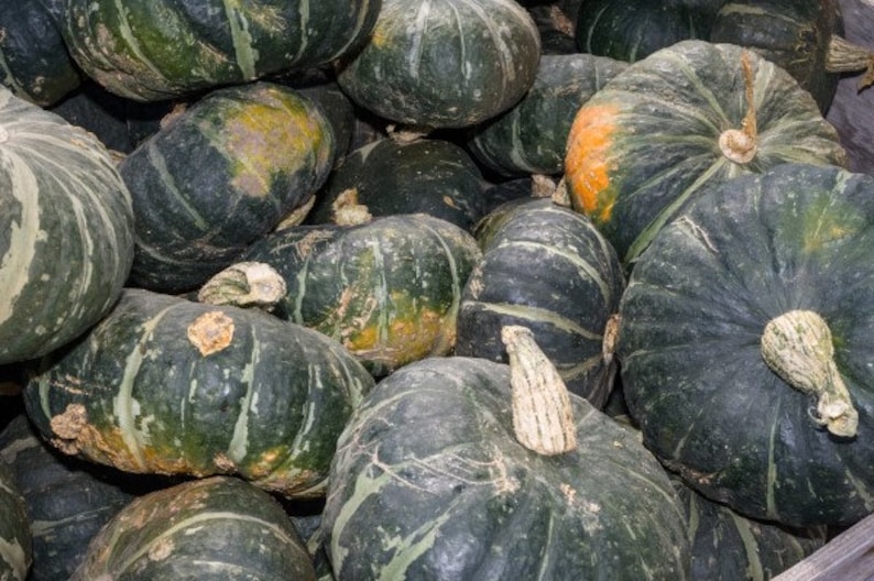 MidwestSeeds Burgess Buttercup Squash Seeds - Thumbnail 2