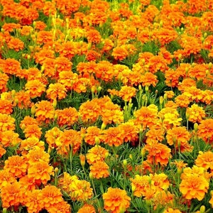 Marigold French Sparky Mix Seeds 100+ Tagetes Flower NON-GMO