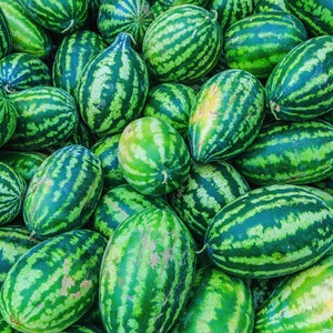 May include: A close-up of a pile of green watermelons with dark green stripes. The watermelons are arranged in a random pattern, with some overlapping.