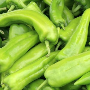 Anaheim Chile Pepper Seeds 50+ Vegetable Garden Heirloom NON-GMO