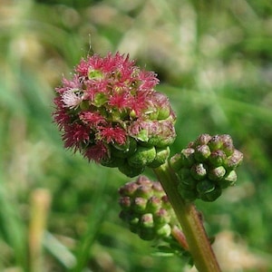 May include: Close-up of a plant with a cluster of small, red flowers and green buds. The flowers have a spiky appearance, and the buds are tightly packed. The stem is a reddish-brown color, and the background is blurred green.