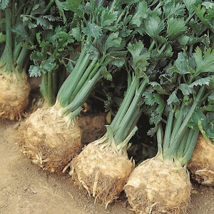 May include: Close-up of four celery root vegetables with green leafy tops. The roots are brown and have a rough texture. The leaves are green and have a smooth texture.
