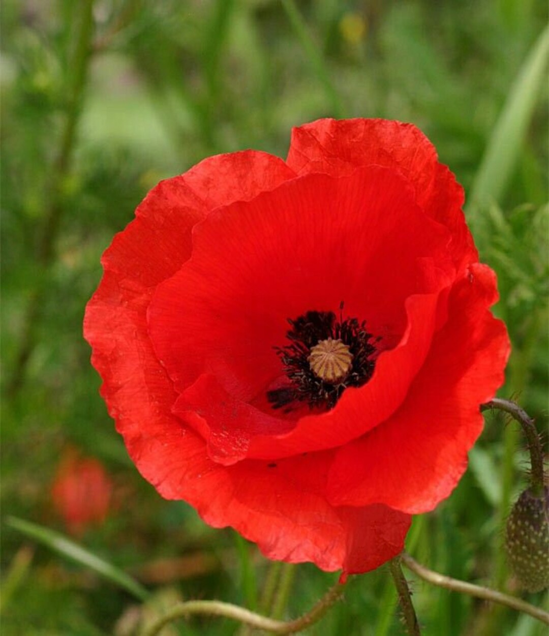Poppy Rood Corn Red Poppy Seeds 1000+ Flower Garden USA PERENNIAL - Etsy
