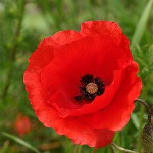 Corn Red Poppy Seeds 1000+ Flower Garden USA PERENNIAL