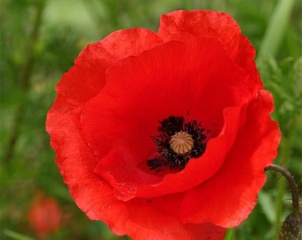 Corn Red Poppy Seeds 1000+ Flower Garden USA PERENNIAL