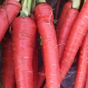 May include: A bunch of red carrots with green tops. The carrots are arranged in a vertical stack, with the tops of the carrots visible at the top of the image.