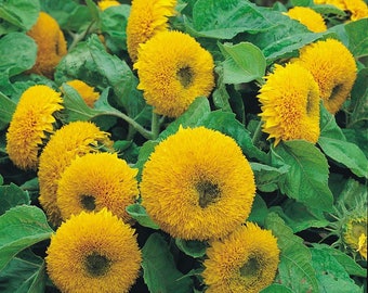Sunflower Teddy Bear Seeds 50+ Annual Sungold Dwarf Flower USA