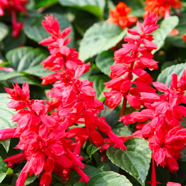 Scarlet Sage Seeds 100+ Salvia Coccinea Herb NON-GMO PERENNIAL