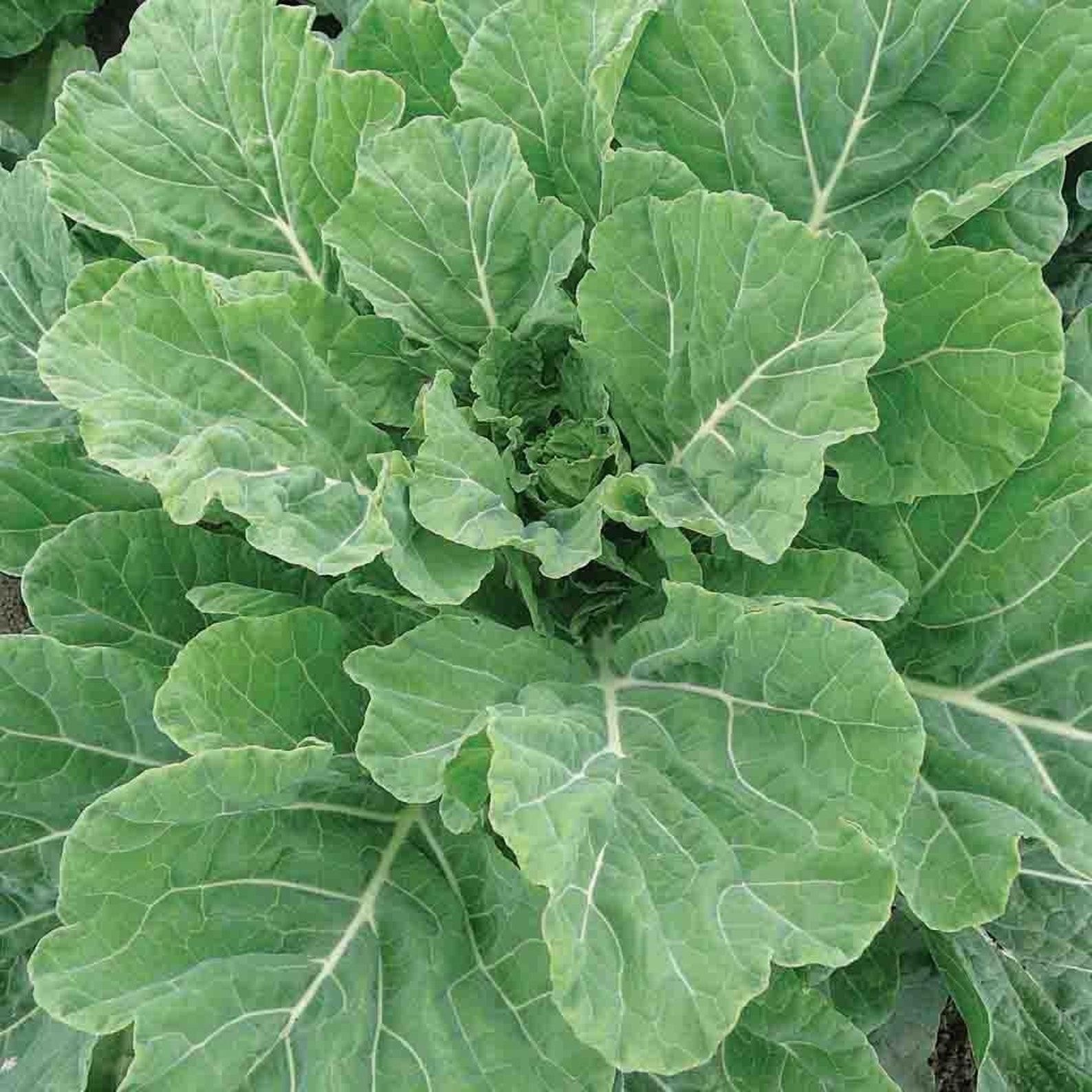 Collard Greens Southern Seeds 300 Vegetable Garden Etsy