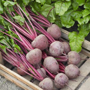 May include: A wooden crate filled with freshly harvested beets. The beets are a deep reddish-purple color, with long, vibrant red stems and green leafy tops. The image showcases a bountiful harvest of these root vegetables.