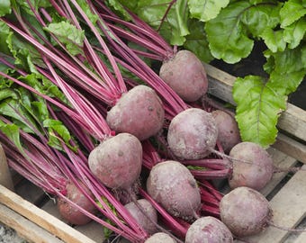 May include: A wooden crate overflowing with freshly picked beetroot. The beetroot is a deep reddish-purple, with long, vibrant red stems and green leafy tops. The image shows a plentiful harvest of these root vegetables.