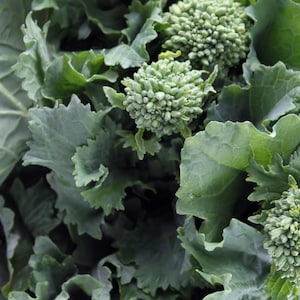 May include: Close-up of green leafy vegetables with small, round, green flower buds.