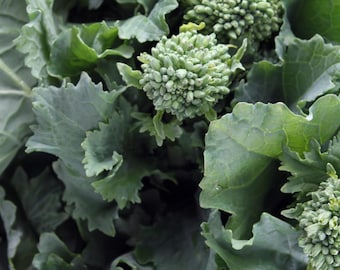 Broccoli Raab Seeds 300+ Spring Rapini Vegetable NON-GMO HEIRLOOM