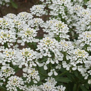 May include: A close-up of a cluster of white flowers with yellow centers. The flowers are in bloom and have a delicate, feathery appearance.
