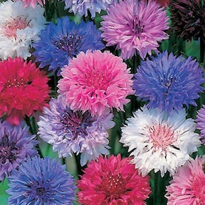May include: A close-up of a collection of colorful bachelor button flowers. The flowers are in shades of white, pink, red, purple, and blue. The petals are layered and create a full, textured appearance.
