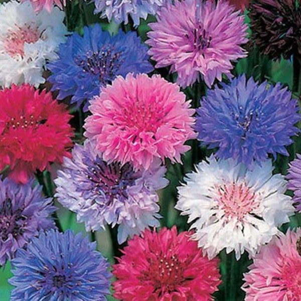 Bachelor Button Polka Dot Mix Seeds 250+ Flower Mixed Colors USA