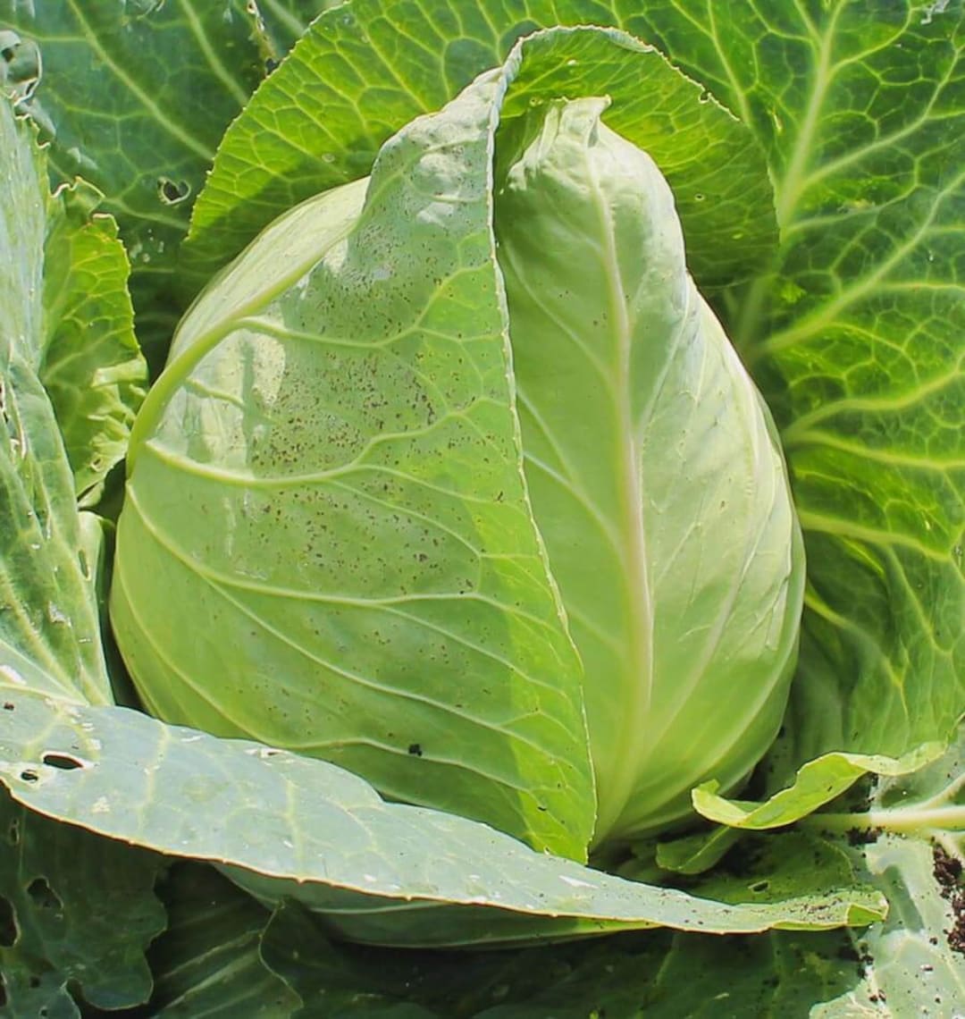 Early Jersey Wakefield Cabbage Seeds 300+ Heirloom Vegetable USA - Etsy