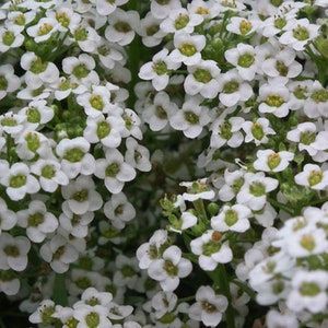 Sweet Alyssum Carpet Of Snow Flower Seeds 2000+ White Aroma Annual USA