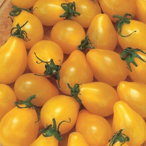 Yellow Pear Tomato Seeds 100 Ct Vegetable Garden HEIRLOOM NON-GMO