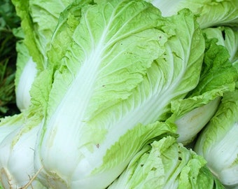 Chinese Michihili Cabbage Seeds 500+ Vegetable Garden NON-GMO Heirloom