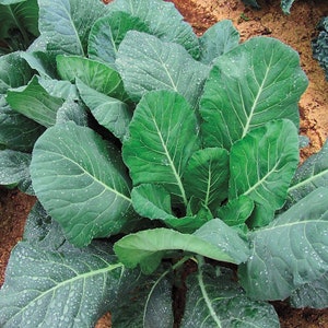 May include: A close-up of a collard green plant with large, dark green leaves. The leaves are covered in water droplets, giving the plant a fresh and vibrant appearance.
