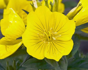 Evening Primrose Seeds 300+ Yellow Flower DWARF PERENNIAL