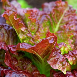 May include: Close-up of red lettuce with ruffled leaves. The lettuce has a deep red color and a glossy finish.