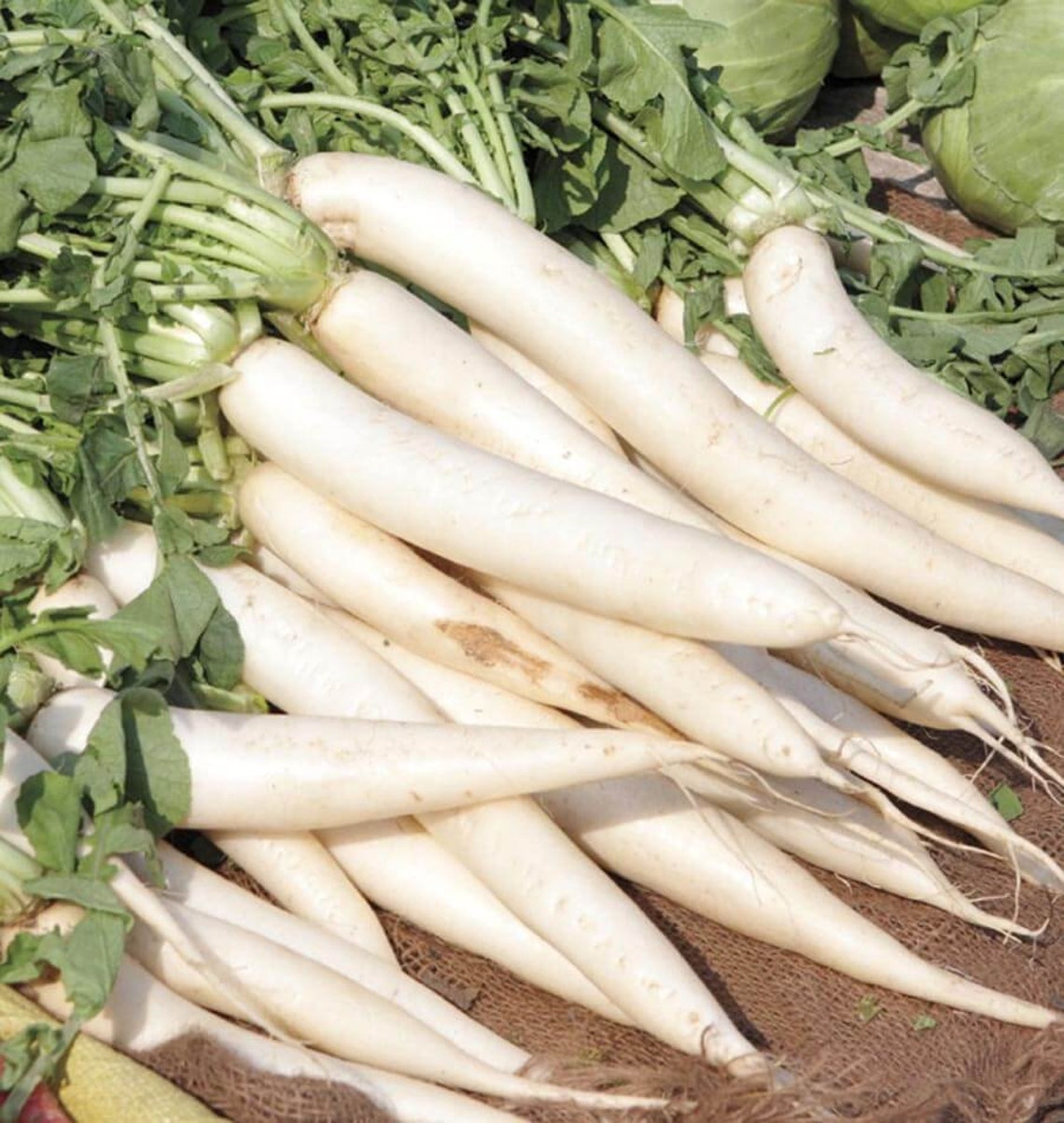 Daikon Radish Seeds 100 Ct Japanese Minowase Vegetable Garden Etsy Italia
