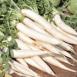 Daikon Radish Seeds 100 Ct Japanese Minowase Vegetable Garden Heirloom NON-GMO