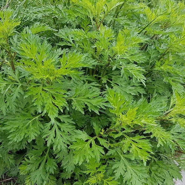 Mugwort Seeds 500+ Artemisia Vulgaris Medicinal Herb HEIRLOOM USA