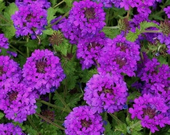 Purple Moss Verbena Seeds 200+ Violet Annual Flower GROUND COVER