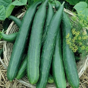 Long Green Improved Cucumber Seeds 50+ Vegetable Garden NON-GMO USA