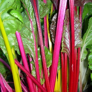 May include: Close-up of a bunch of colorful Swiss chard stalks. The stalks are red, yellow, and green. The leaves are green and have a red vein pattern.