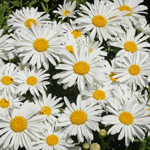 Shasta Daisy Seeds 200+ Flower USA Perennial WHITE FLOWER