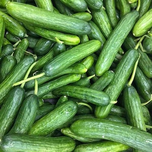 Beit Alpha Cucumber Seeds 50+ Persian Vegetable Garden NON-GMO USA