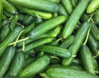 May include: A pile of fresh, green cucumbers. The cucumbers vary in size and shape, with a textured, dark green skin. Some have small stems attached. The image shows a close-up view of the cucumbers, highlighting their vibrant color and freshness.