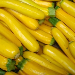 Golden Zucchini Summer Squash Seeds 25 Ct Vegetable Garden Heirloom NON-GMO