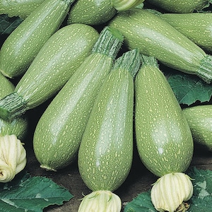 Grey Zucchini Summer Squash Seeds 15 Ct Gray Squash Vegetable USA