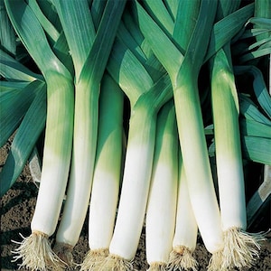 May include: A bunch of fresh green leeks with white bulbs. The leeks are arranged in a row, with the green tops overlapping.