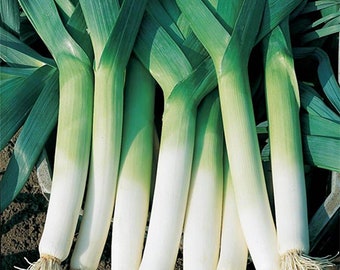 Leek Seeds 200+ American Flag Vegetable Garden Heirloom NON-GMO