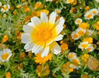 Garland Daisy Seeds 200+ Flower Chrysanthemum YELLOW WHITE