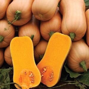 May include: A pile of butternut squash, with one cut open to reveal the bright orange flesh and seeds. The squash have a light tan exterior and green stems. The cut squash shows the seeds and the texture of the flesh.