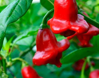 May include: Close-up of a plant with bright red bell-shaped peppers. The peppers are glossy and hang from green stems, surrounded by green leaves. The peppers have a unique shape, resembling small bells.