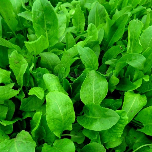 Sorrel Broadleaf Seeds 300+ Herb Garden Heirloom Perennial NON-GMO