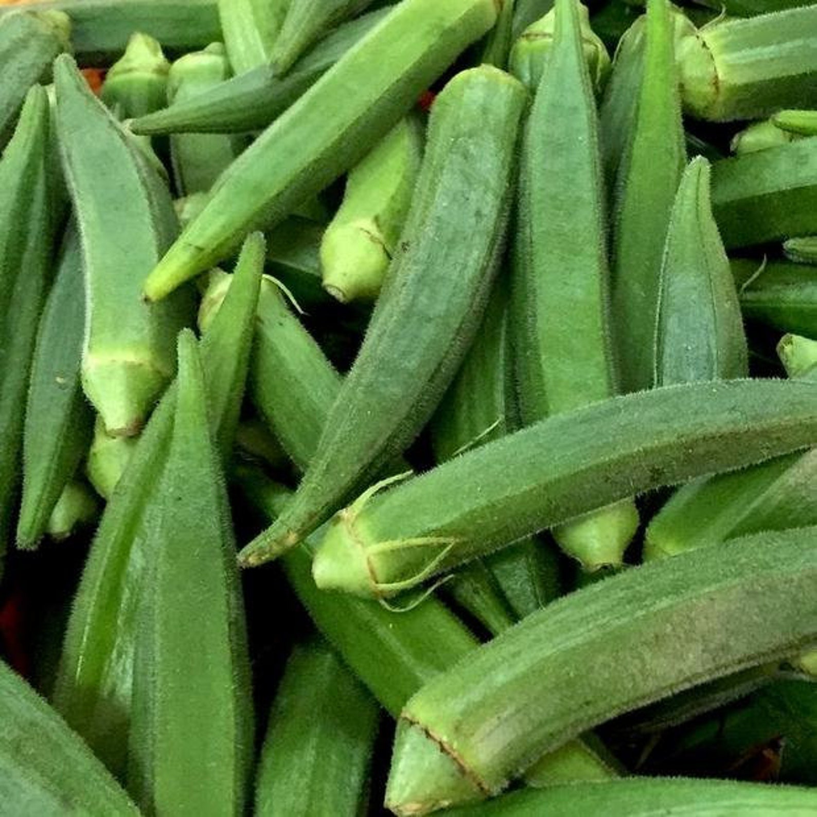 okra vegetable okra vegetable
