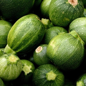 Zucchini Round Summer Squash Seeds 20 Ct Vegetable Garden Heirloom NON-GMO