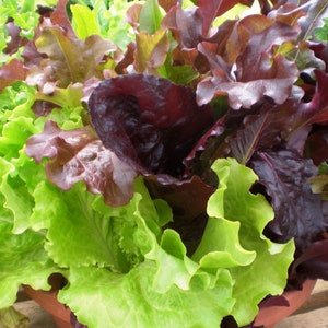 Gourmet Salad Blend Lettuce Seeds 500+ Vegetable Garden NON-GMO USA