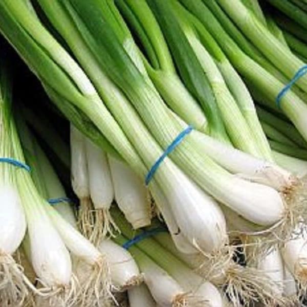 Onion Tokyo Long White Seeds 200+ Bunching Scallion Vegetable USA