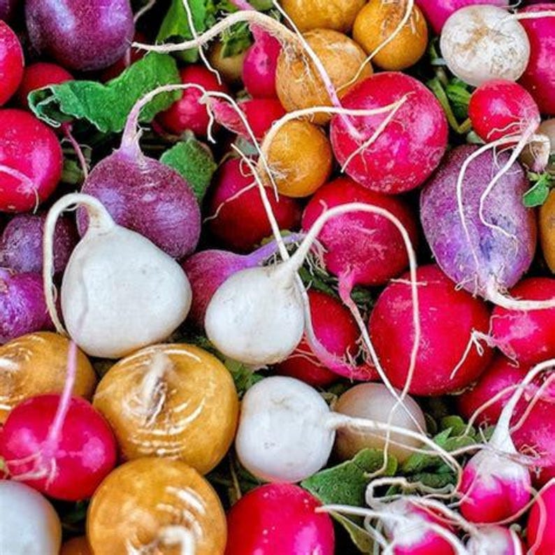 MidwestSeeds Radish Seeds