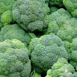 May include: A close-up of a bunch of fresh green broccoli florets. The broccoli is arranged in a pile, showing the intricate detail of the florets.